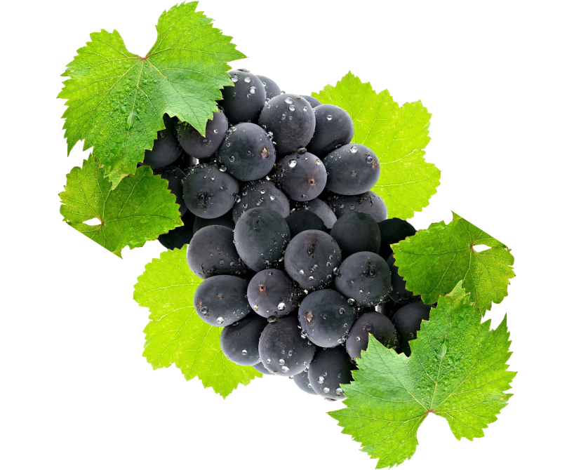 Cereza de café orgánico